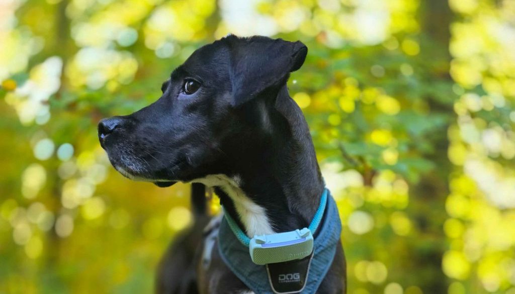 Floki im Nonnenfließ bei Eberswalde © Pfotentour