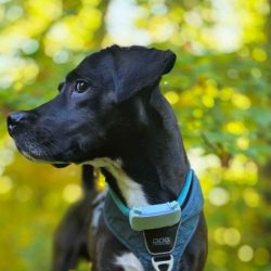 Floki im Nonnenfließ bei Eberswalde © Pfotentour