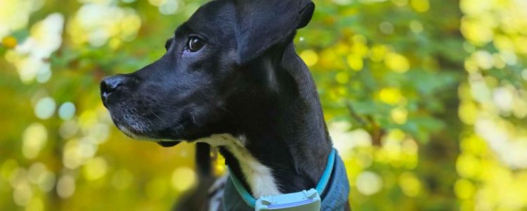Pfoten im Herbstlaub: Wandern mit Hund im Nonnenfließ bei Eberswalde (Naturpark Barnim)