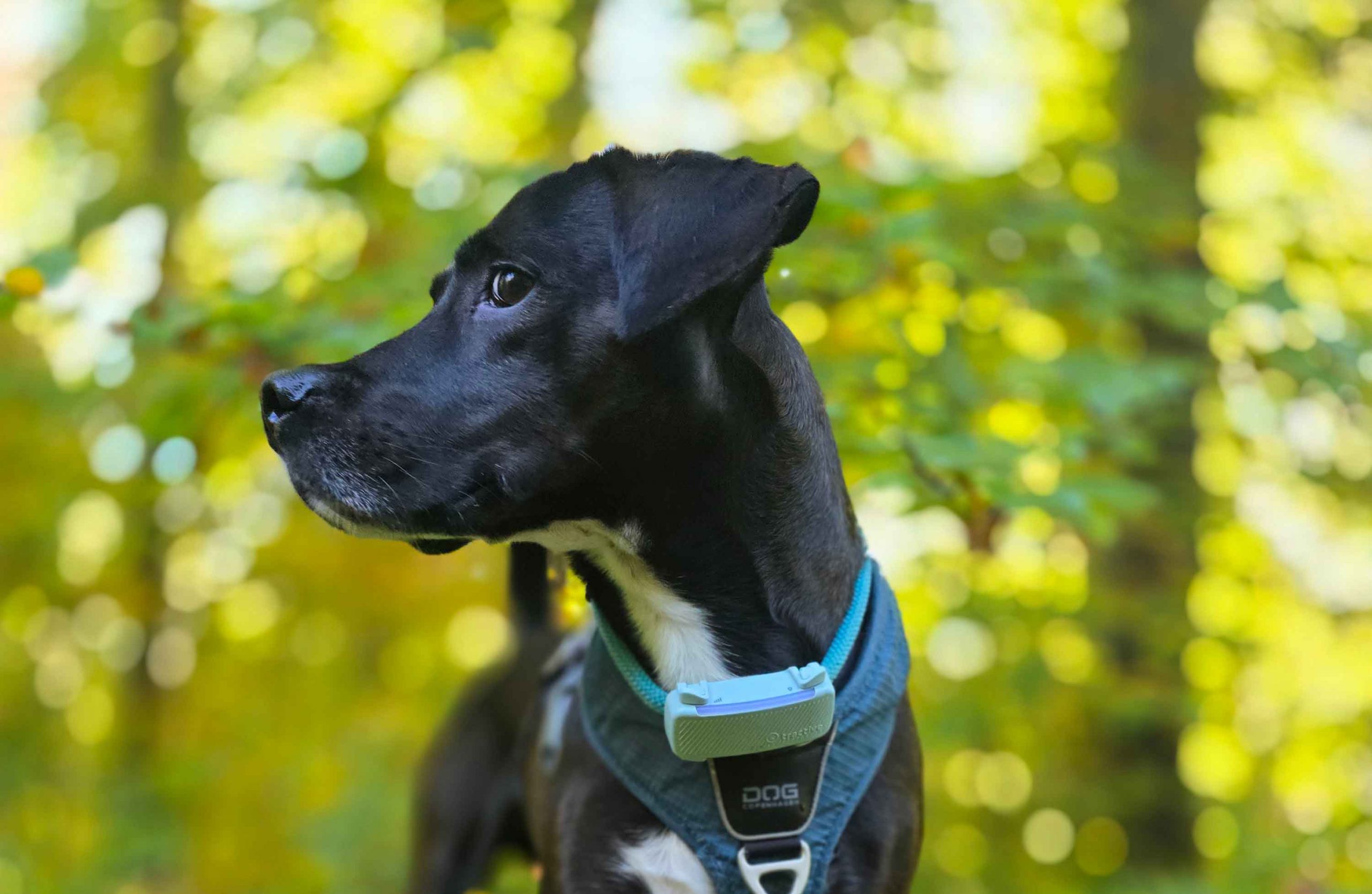Floki im Nonnenfließ bei Eberswalde © Pfotentour