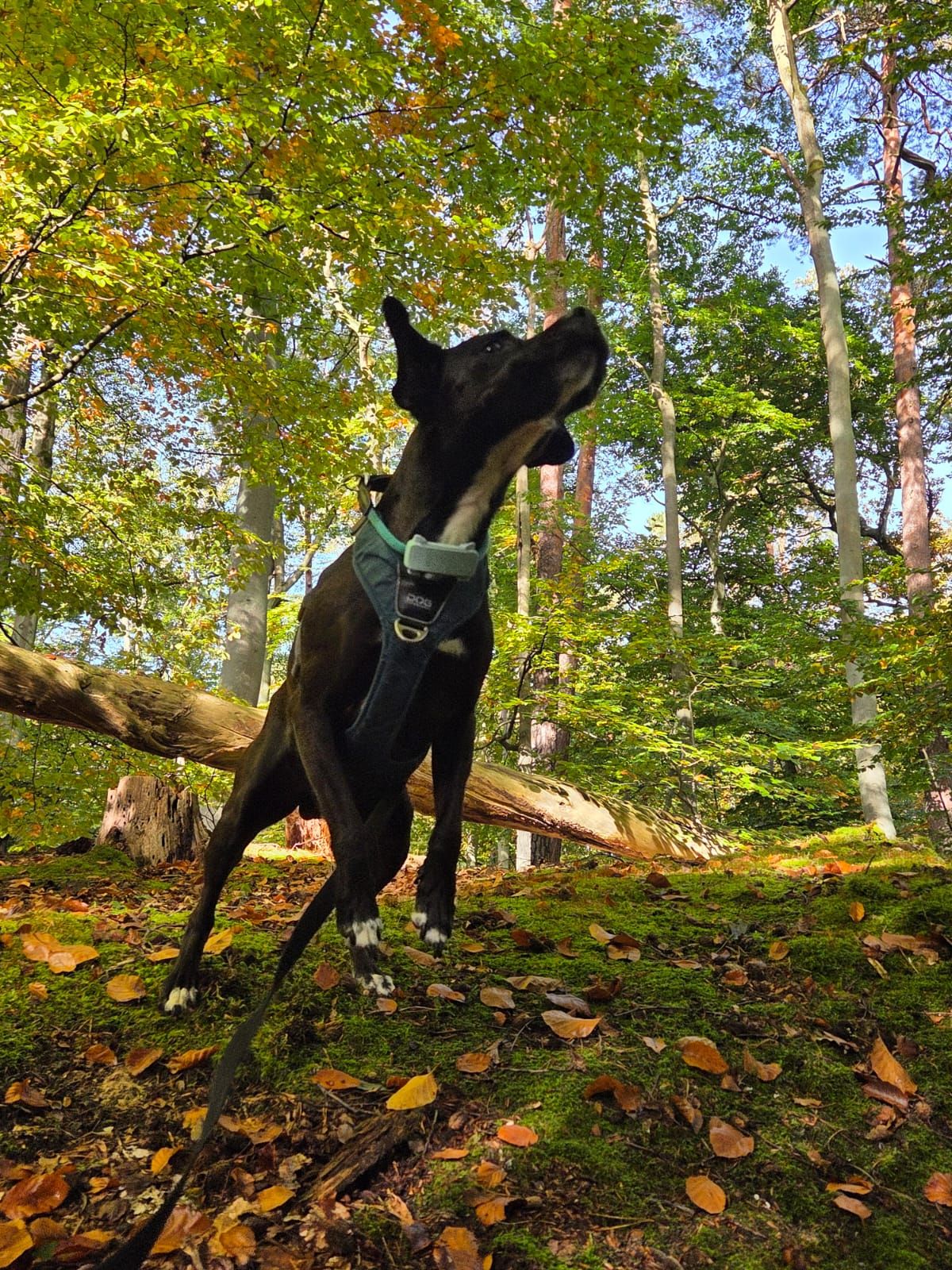 Floki im Nonnenfließ bei Eberswalde © Pfotentour