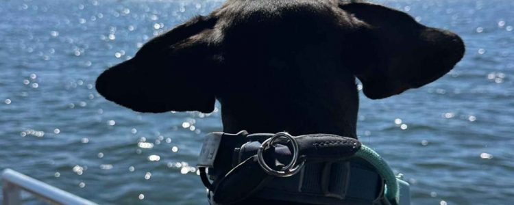 Floßtour mit Hund: Ein Tag auf dem Wasser in Berlin-Köpenick