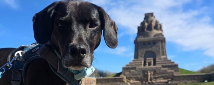 Leipzig mit Hund: Große Entdeckertour mit Bus und Boot